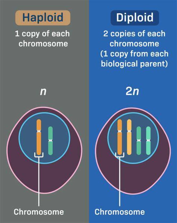What is the haploid number in mitosis?