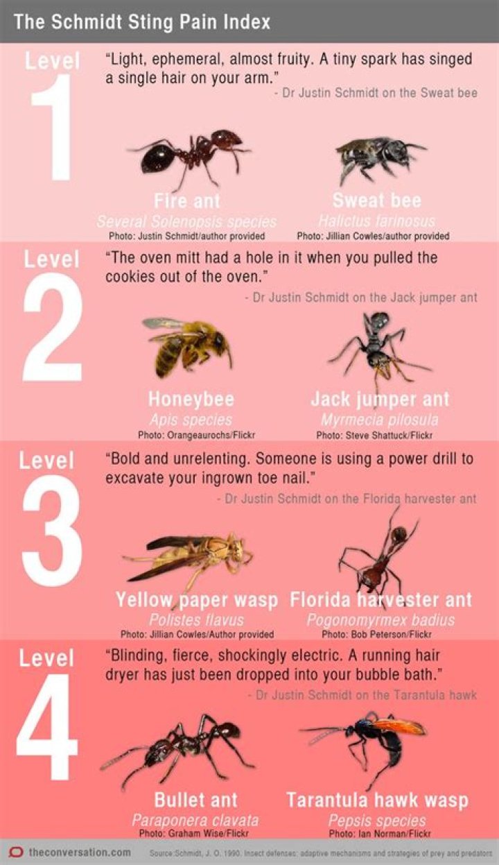 What is the most painful flying insect sting?