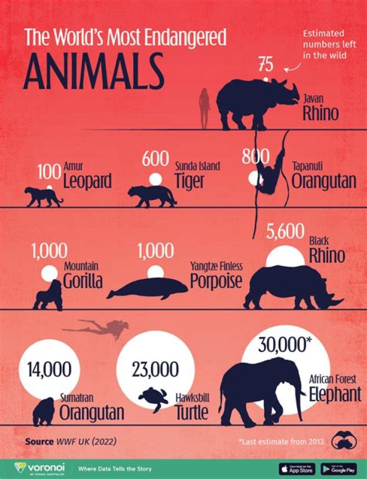 What is the most rare endangered animal?