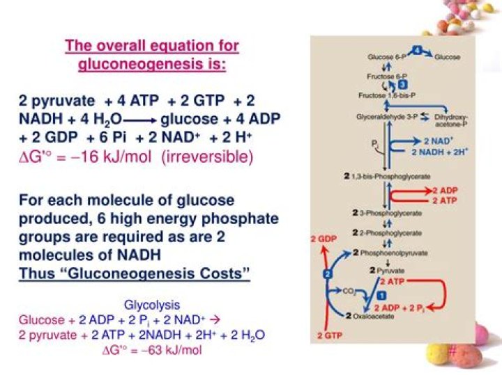 What is the overall equation for gluconeogenesis?