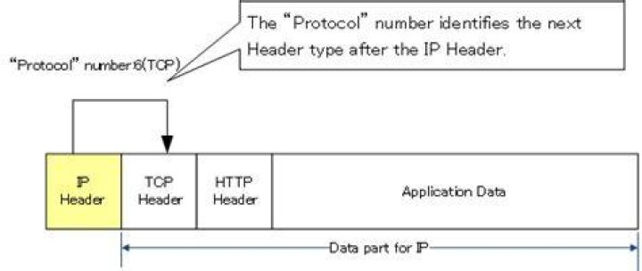 What is the protocol number for IP?