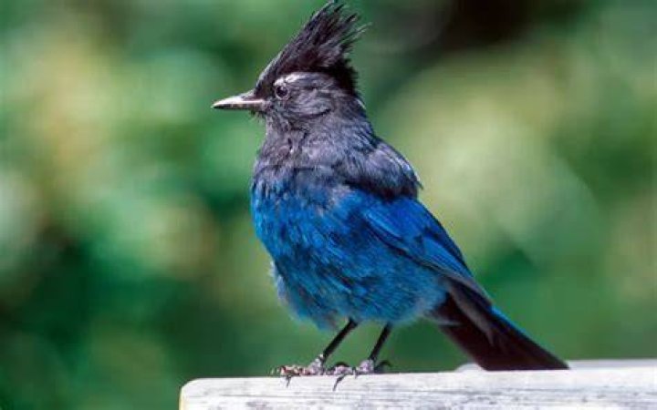 What is the small blue bird in Texas?