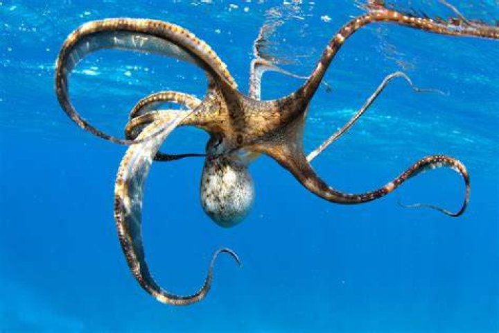 What is the smartest marine animal?