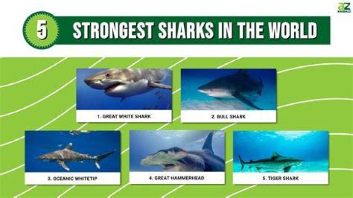 What is the strongest shark that ever lived?