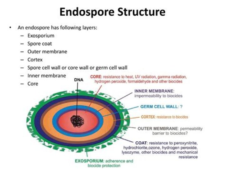 What is the structure of an endospore?