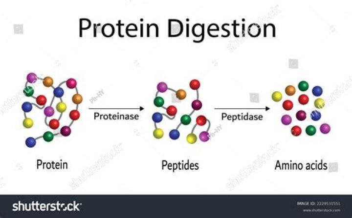 What is the substrate for Dipeptidase?