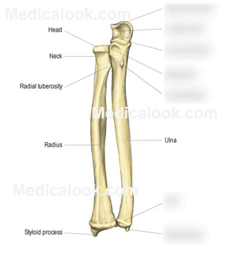 What is the ulna tuberosity?