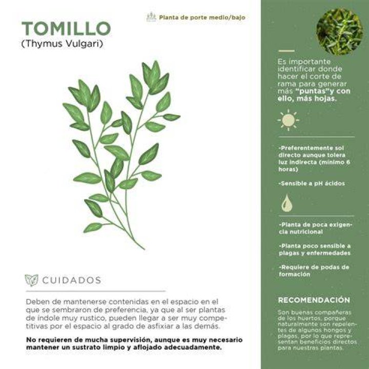 What is tomillo good for?
