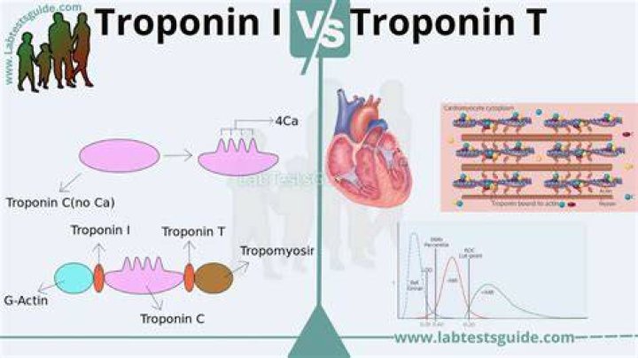 What is troponin I and troponin T?