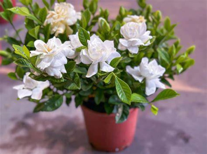 What kind of soil does gardenia tree need?