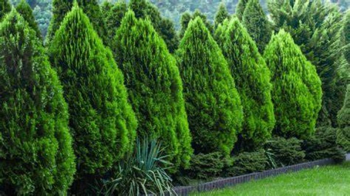 What privacy trees grow well in shade?
