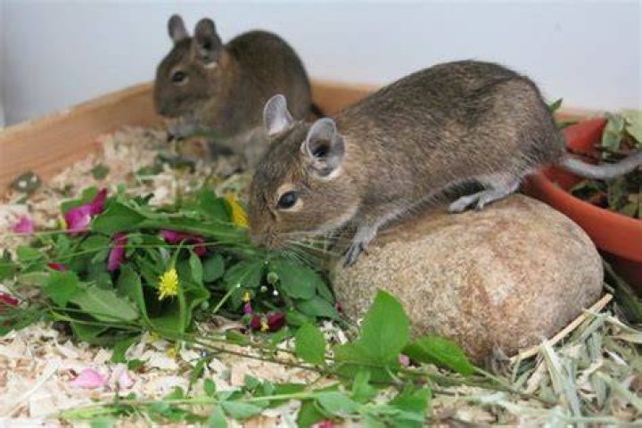 What Should I Feed My degu?
