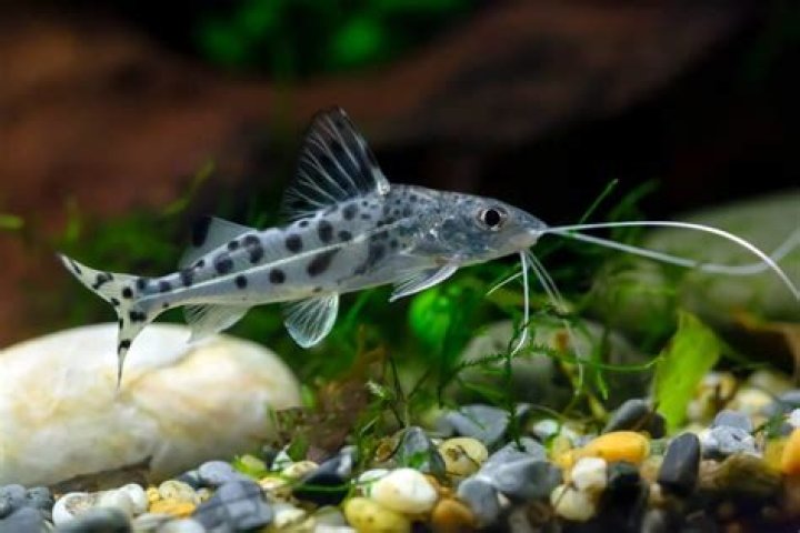 What should I feed my Pictus Catfish?