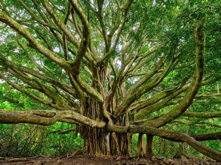 What trees are in Maui Hawaii?