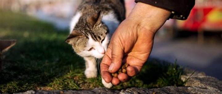 Where can I take stray cats in Pittsburgh?