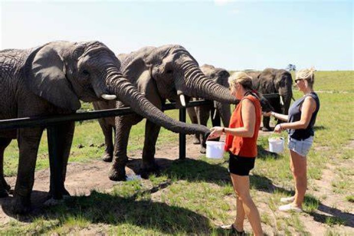 Where can I volunteer with elephants in Africa?
