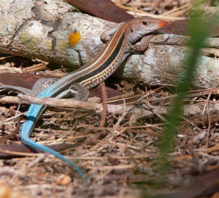 Where do blue-tailed lizards live?