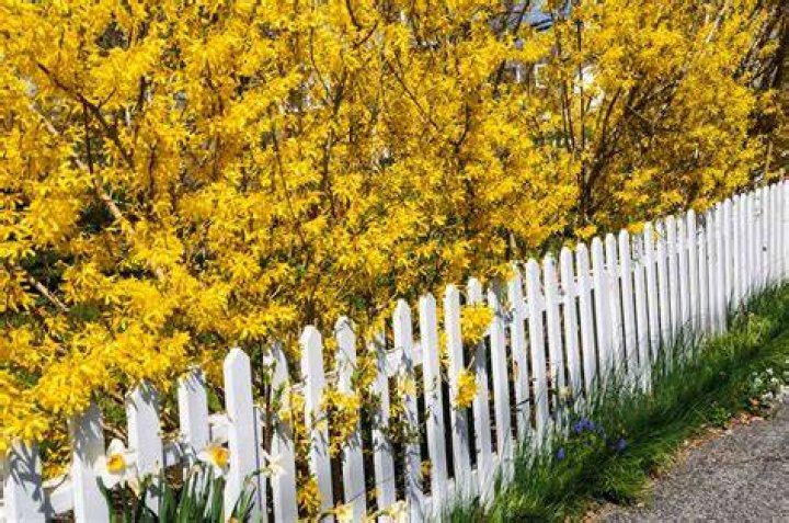Where is the best place to plant a forsythia bush?
