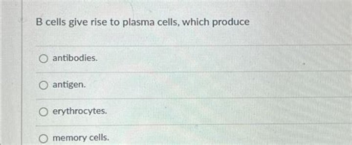 Which cells give rise to other cells?