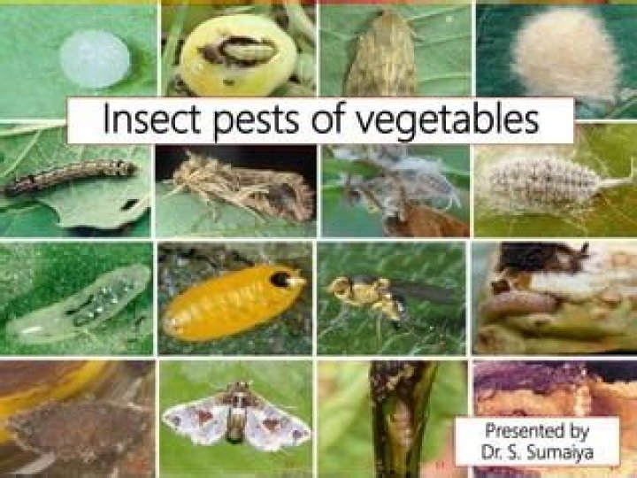 Which insect pest is common in legumes?