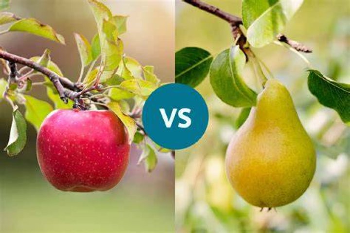Which is heavier pear or apple?