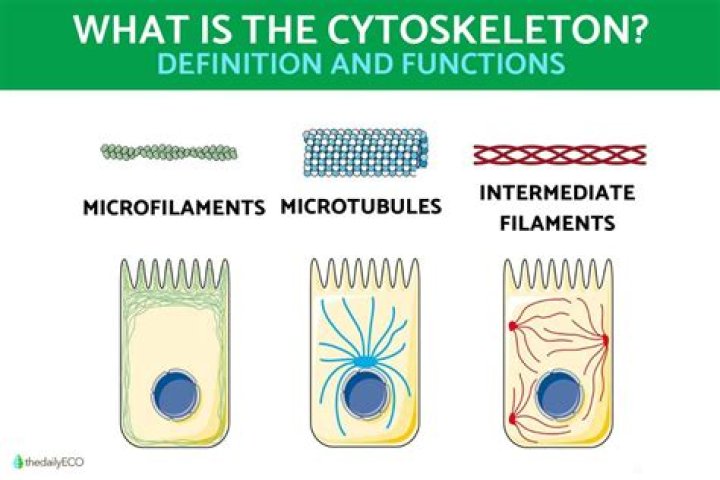 Which of the cytoskeletal structures is not always found in eukaryotes?