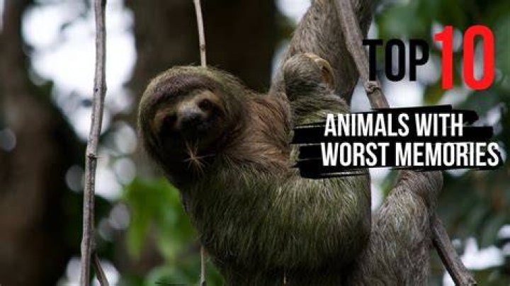 Who has the worst memory in the world?