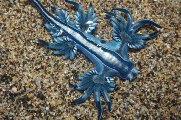 Why are Glaucus atlanticus important?