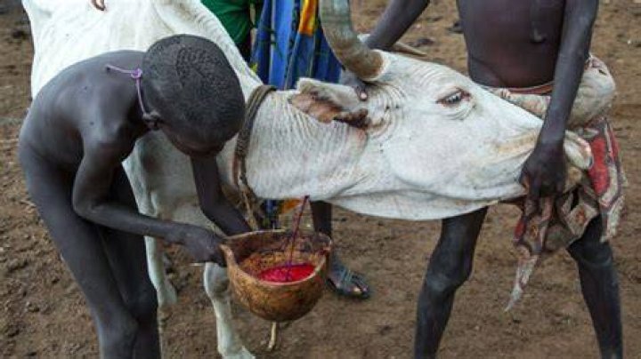 Why do the Maasai tribe drink blood?