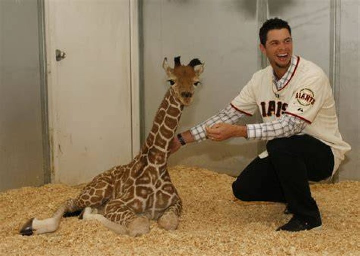 Why do they call Brandon Belt The baby giraffe?