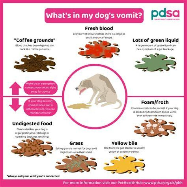 Why does my dog throw up yellow bile every day?